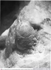 Historisches Foto von Lemacola jenniferae (Robins, Feldmann, Schweitzer & Bonde, 2016) (NHMW-AFW-GEO-BACHMAYER-FOTO-1990-0041-0556)
